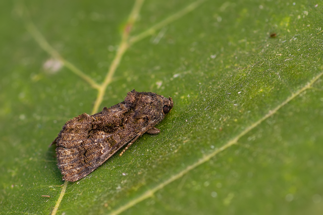 Anophia leucomelas - déli folyófűbagoly