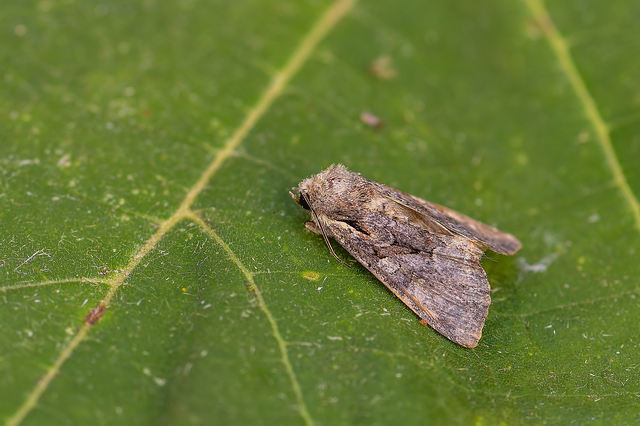 Lacanobia thalassina - borbolya-kertibagoly