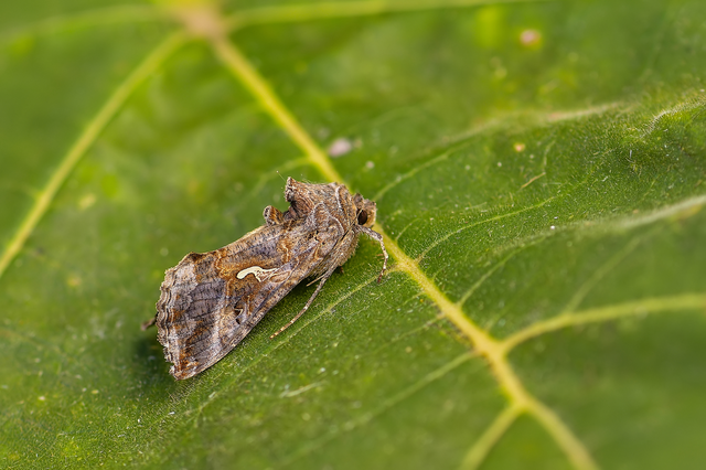 Autographa gamma - gammalepke