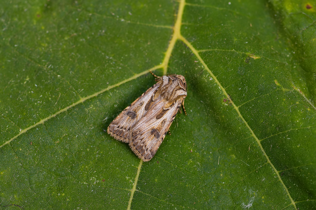 Agrotis vestigialis - őszi földibagoly