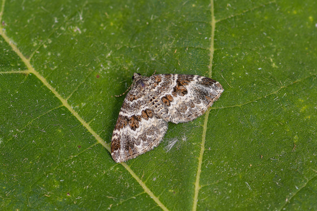Epirrhoe alternata - galaj-tarkaaraszoló