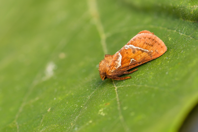 Triodia sylvina - kis gyökérrágólepke