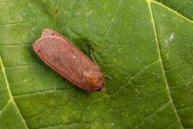 Noctua pronuba - nagy sárgafűbagoly