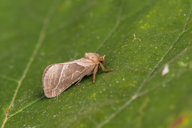 Triodia sylvina - kis gyökérrágólepke