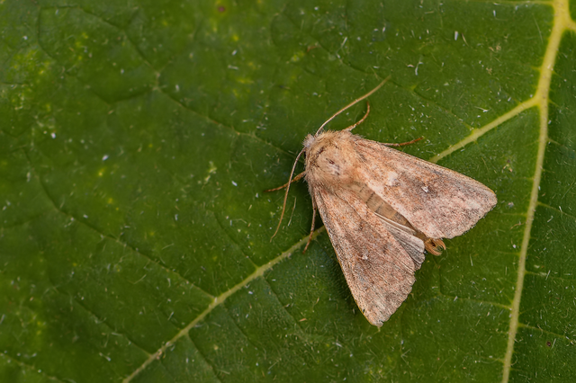 Mythimna albipuncta - fehérpettyes rétibagoly