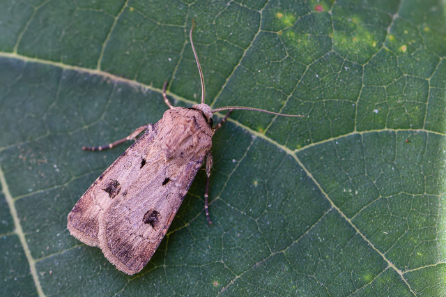 Agrotis exclamationis - felkiáltójeles földibagoly