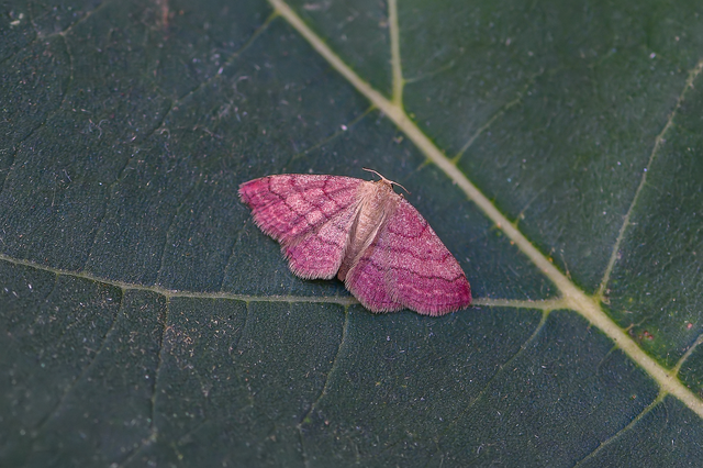 Scopula rubiginata - réti pirosaraszoló