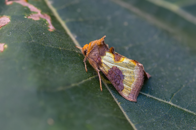 Diachrysia stenochrysis - rejtőző aranybagoly