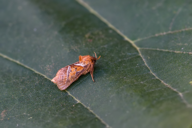 Triodia sylvina - kis gyökérrágólepke