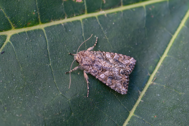 Hadula trifolii - lóherebagoly Hadula trifolii - lóherebagoly
