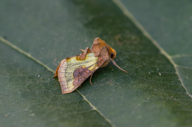 Diachrysia stenochrysis - rejtőző aranybagoly