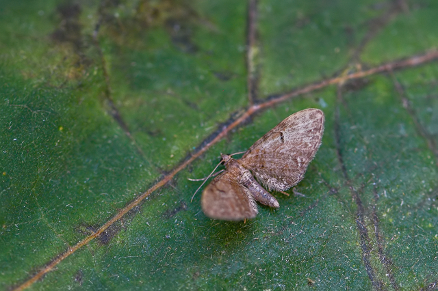 Eupithecia