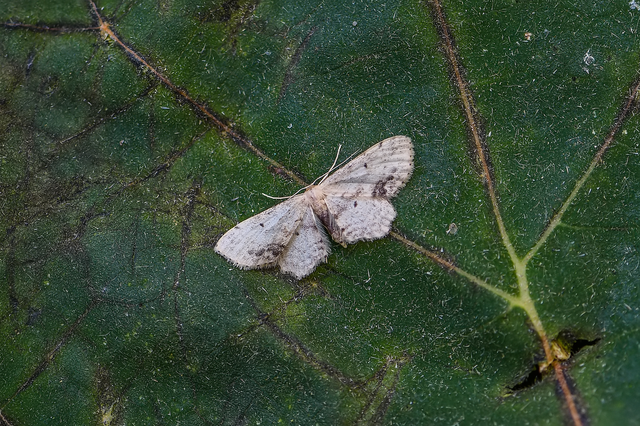 Idaea dimidiata - gyakori apróaraszoló