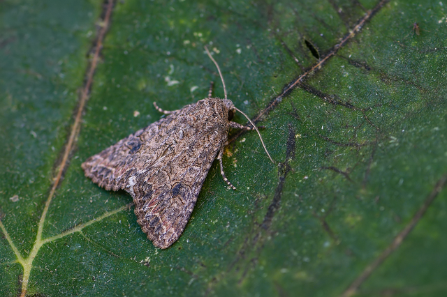 Hadula trifolii - lóherebagoly Hadula trifolii - lóherebagoly