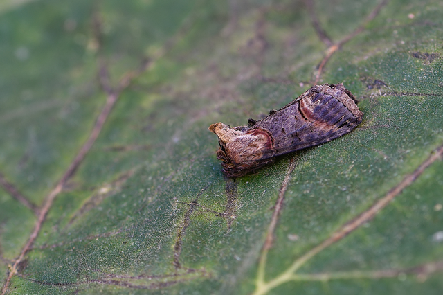 Abrostola