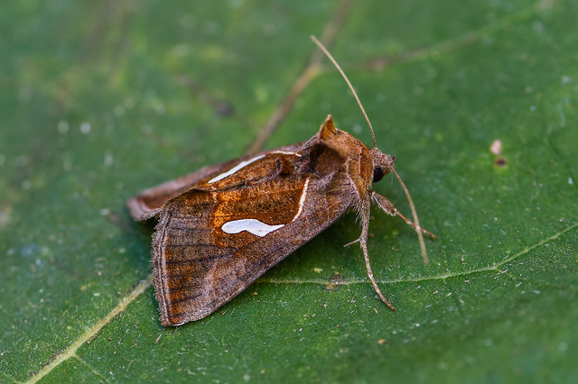 Macdunnoughia confusa - cseppfoltos ezüstbagoly