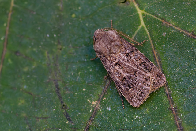 Agrotis bigramma - kétjegyű földibagoly