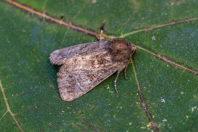 Thalpophila matura - fakó erdeibagoly