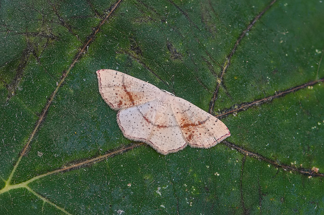 Cyclophora punctaria - sávos pettyesaraszoló