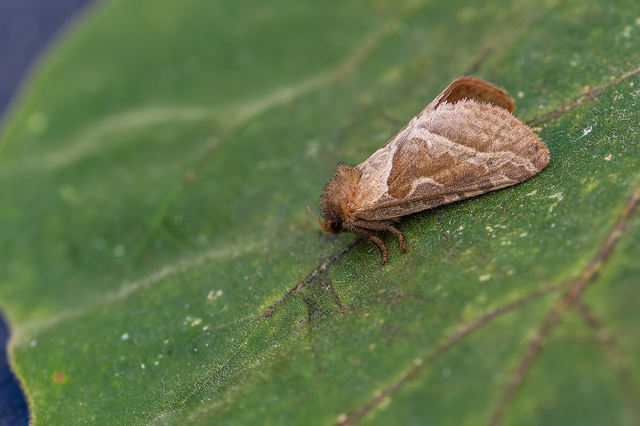 Triodia sylvina - kis gyökérrágólepke