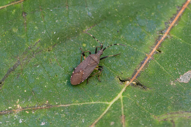 Dicranocephalus