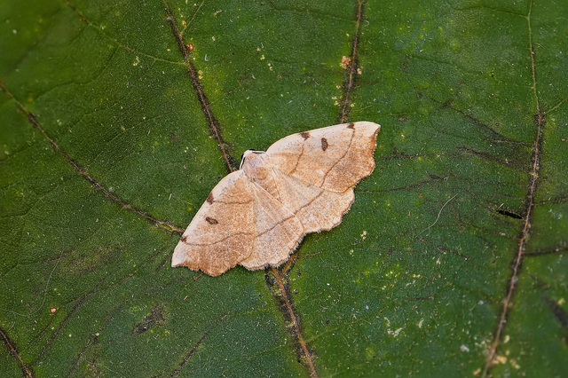 Eilicrinia trinotata - háromjegyű araszoló