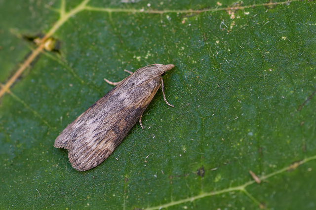 Lamoria anella - törmelékmoly