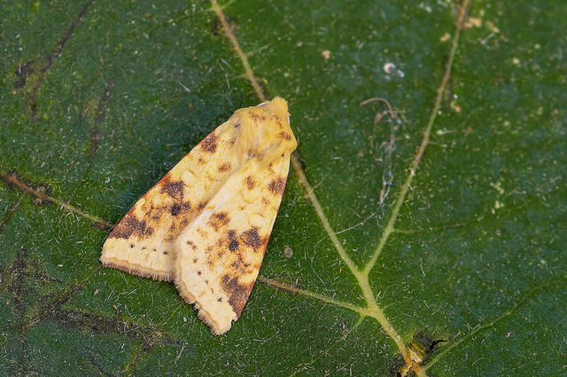 Cirrhia icteritia - nyárfa-sárgabagoly