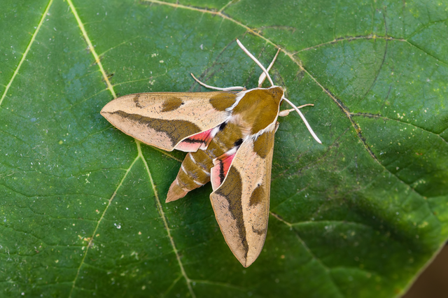 Hyles euphorbiae - kutyatejszender