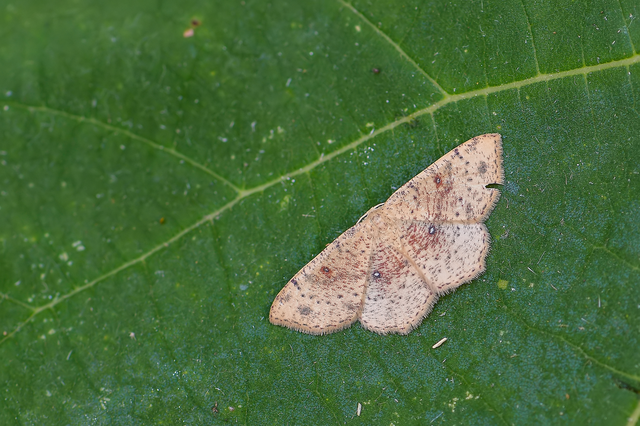 Cyclophora porata - körös pettyesaraszoló