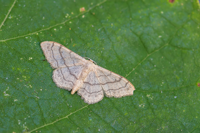 Idaea aversata - nagy sávosaraszoló