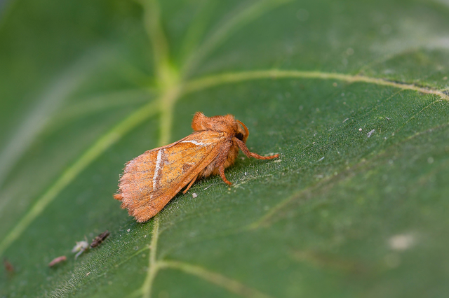 Triodia sylvina - kis gyökérrágólepke