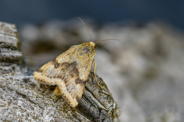Heliothis adaucta - somkóróbagoly