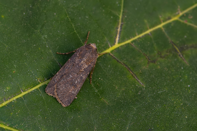 Agrotis segetum - vetési földibagoly