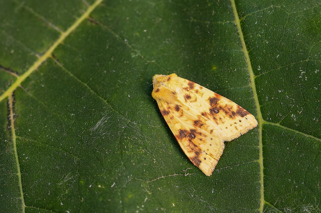 Cirrhia icteritia - nyárfa-sárgabagoly