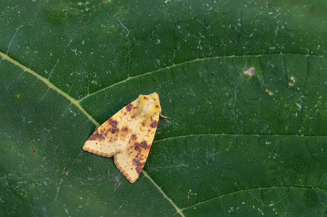 Cirrhia icteritia - nyárfa-sárgabagoly