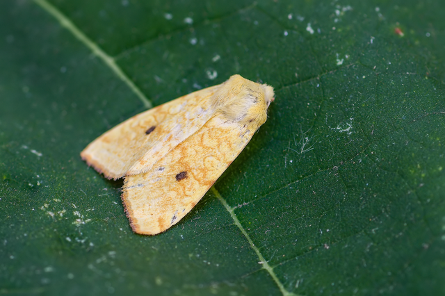 Cirrhia icteritia - nyárfa-sárgabagoly