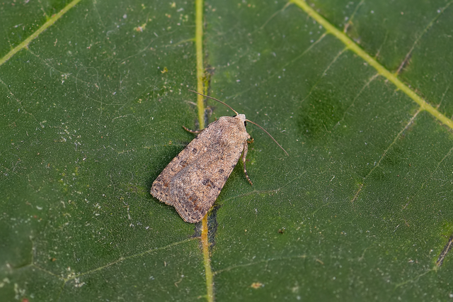Paradrina clavipalpis - közönséges selymesbagoly