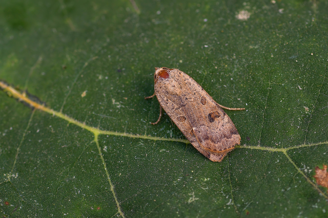 Noctua interposita - köztes sárgafűbagoly