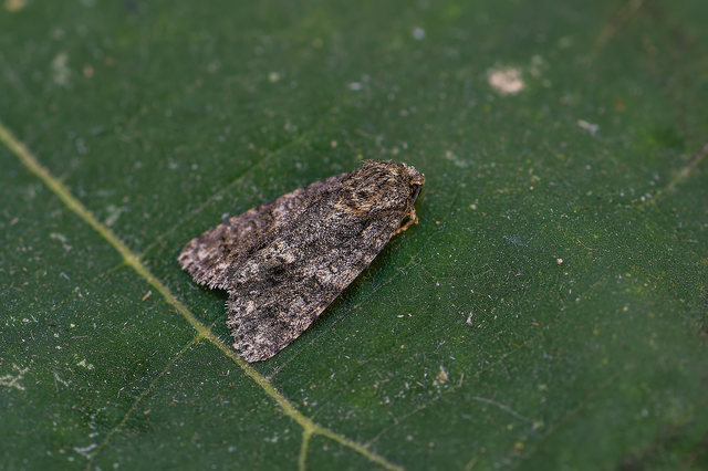 Acronicta rumicis - sóska-szigonyosbagoly