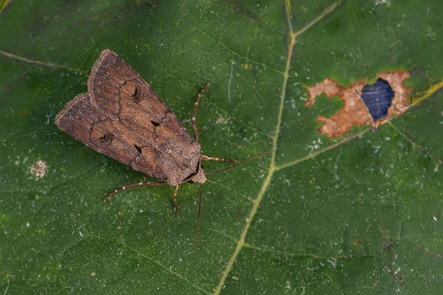 Agrotis exclamationis - felkiáltójeles földibagoly