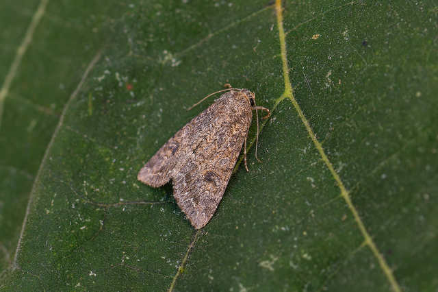 Hadula trifolii - lóherebagoly Hadula trifolii - lóherebagoly