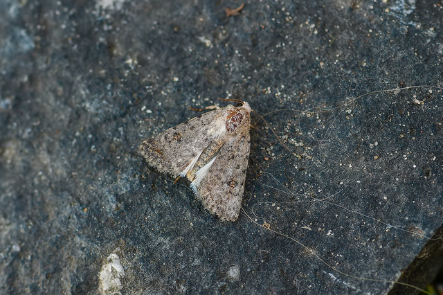 Paradrina clavipalpis - közönséges selymesbagoly