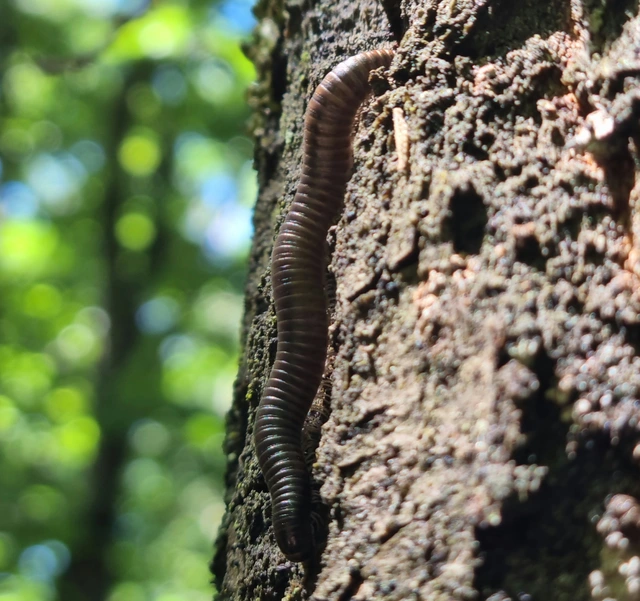Diplopoda - Ikerszelvényesek