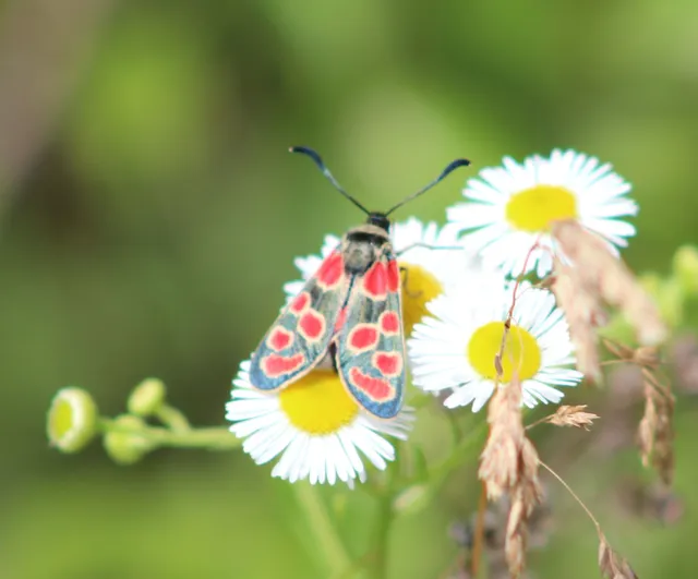 Zygaena carniolica - fehérgyűrűs csüngőlepke