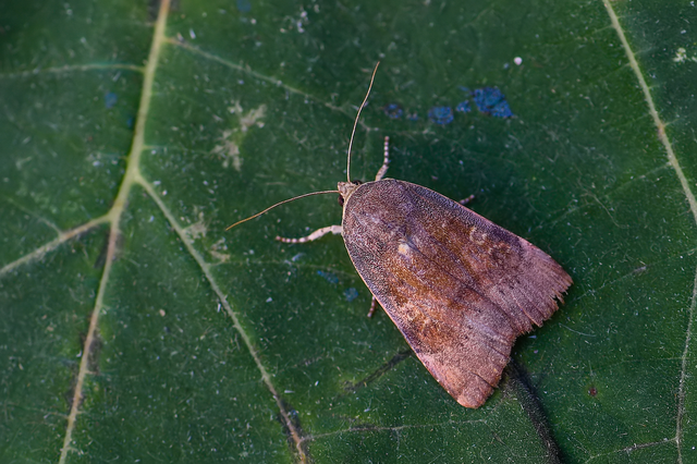 Noctua janthe/janthina