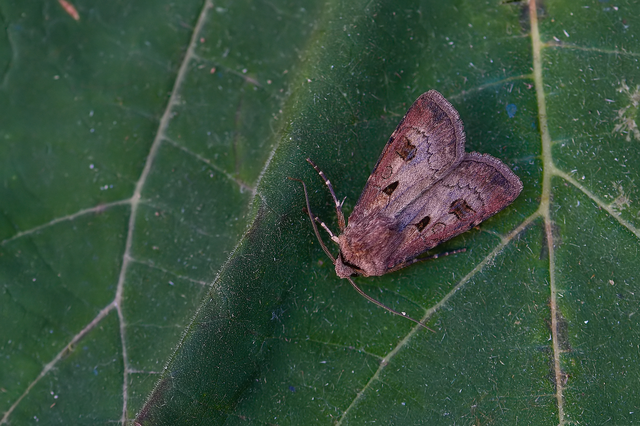 Agrotis exclamationis - felkiáltójeles földibagoly