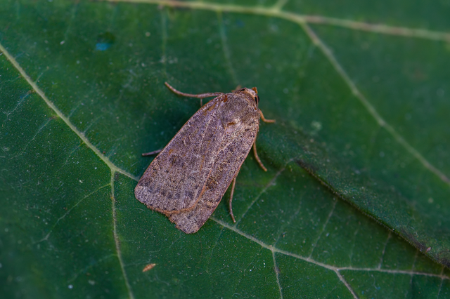 Noctua comes - kis sárgafűbagoly