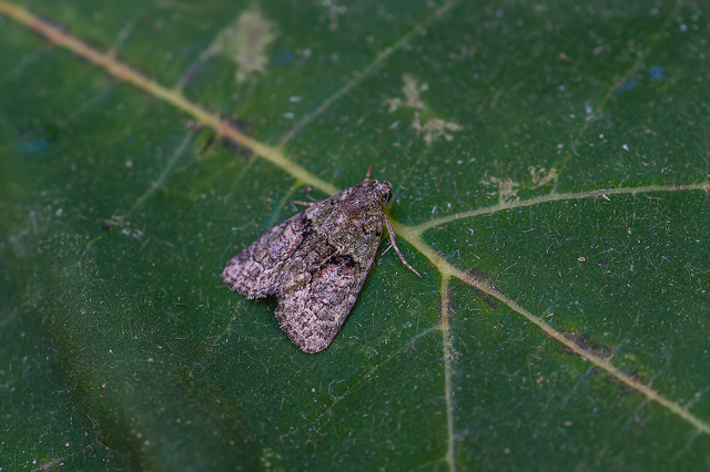 Cryphia algae - sárgászöld zuzmóbagoly