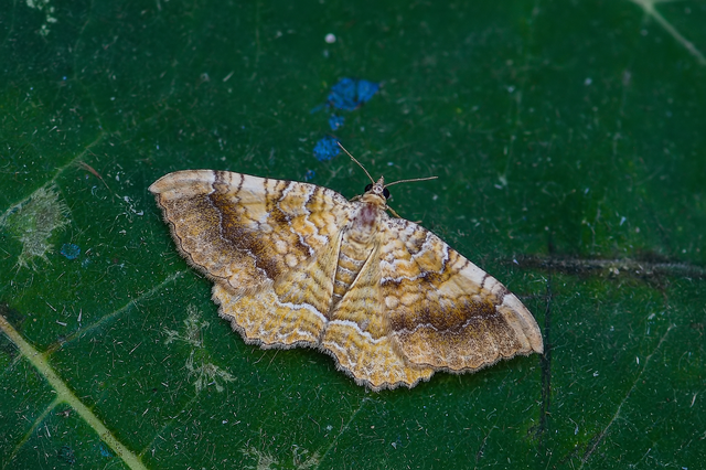 Camptogramma bilineata - kétvonalas sávosaraszoló